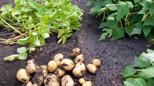 Kartoffeln liegen auf einem Acker: Im Gemüsebeet kann die richtige Mischung von Pflanzen auch dafür sorgen, dass diese gesund bleiben.