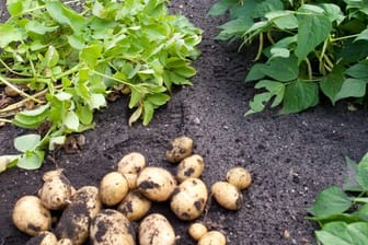 Kartoffeln liegen auf einem Acker: Im Gemüsebeet kann die richtige Mischung von Pflanzen auch dafür sorgen, dass diese gesund bleiben.