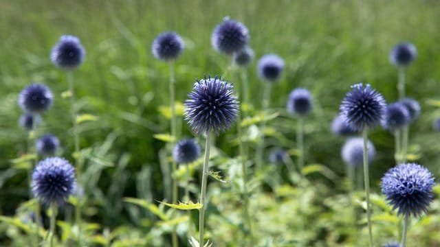 Disteln in Nahaufnahme: Die Blüten der Kugeldisteln haben einen schönen Ziereffekt.