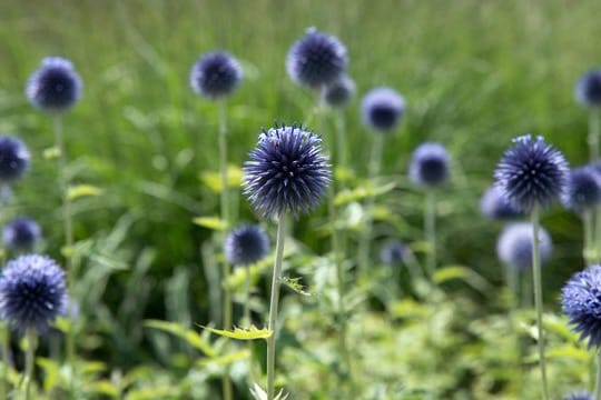 Disteln in Nahaufnahme: Die Blüten der Kugeldisteln haben einen schönen Ziereffekt.