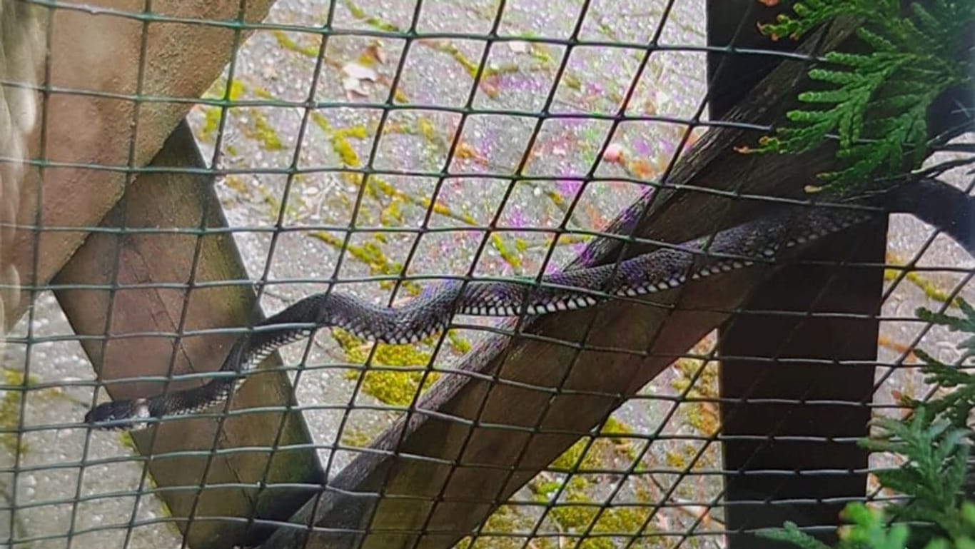 Eine Ringelnatter am Gartenzaun: Eine Frau in Boerleheide entdeckte am Morgen eine Schlange im Garten.