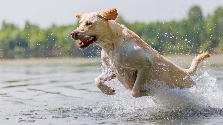 Ein Hund im Wasser: Der Rhein ist nicht die einzige Bademöglichkeit für Hunde in Köln.