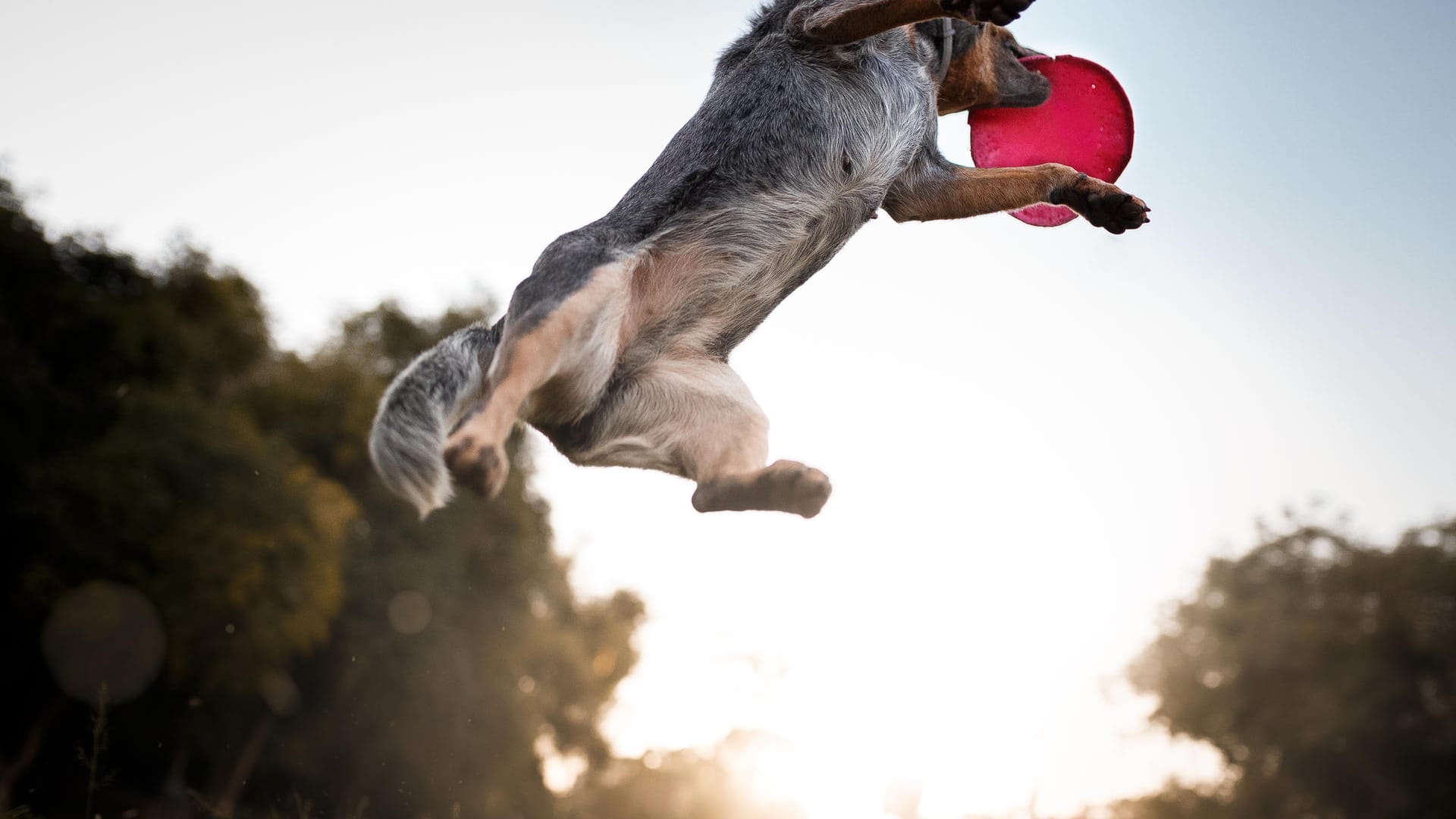 Hund mit Frisbee: In den vielen Parks können sich die Hunde richtig austoben.