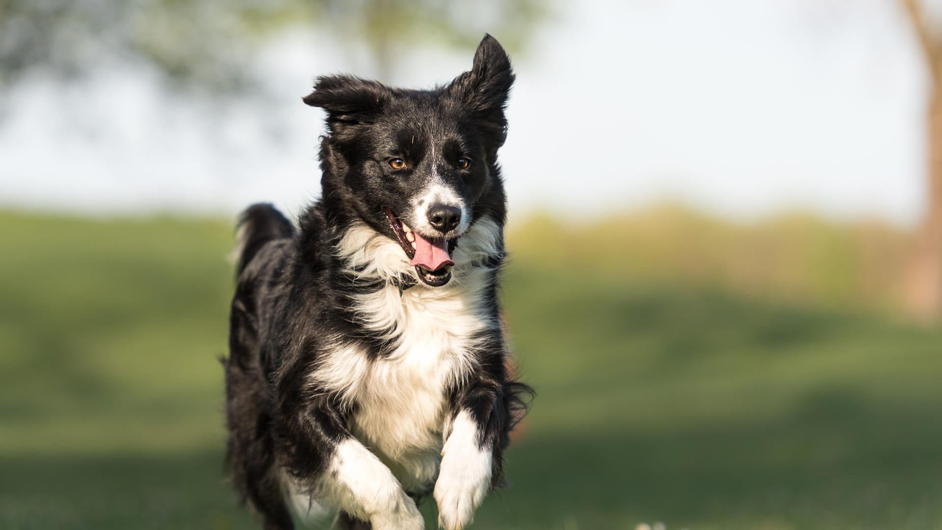 Freilaufender Hund: In Köln gibt es zahlreiche Auslaufwiesen für Hunde