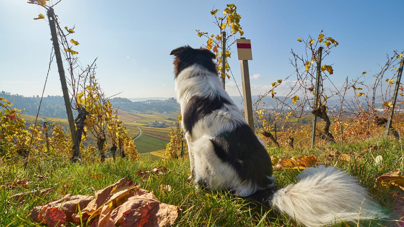 Bei Wanderungen in den Weinbergen rund um Mainz kommen Hundehalter und Fellnasen gleichermaßen auf ihre Kosten.