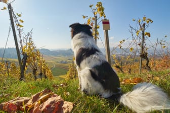 Bei Wanderungen in den Weinbergen rund um Mainz kommen Hundehalter und Fellnasen gleichermaßen auf ihre Kosten.