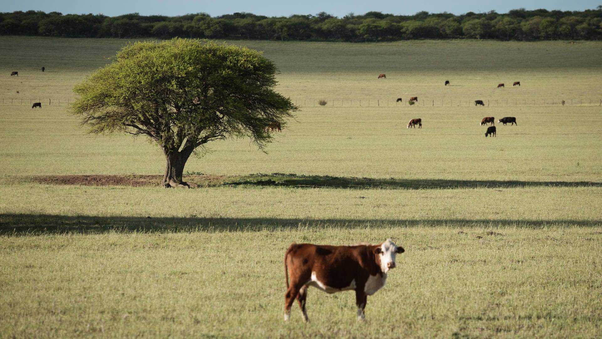 Pampa in Südamerika: So sieht eine Steppe aus. (Symbolbild)