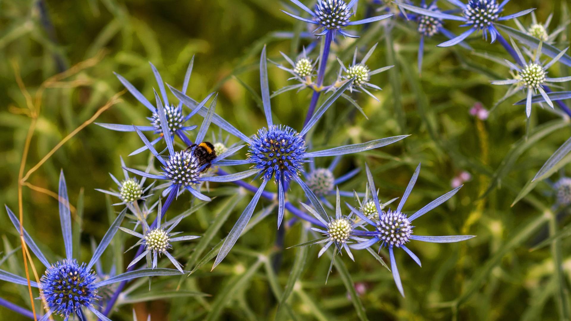 Mannstreu: Edeldisteln (Eryngium spec.) sind auch bei Hummeln sehr beliebt.