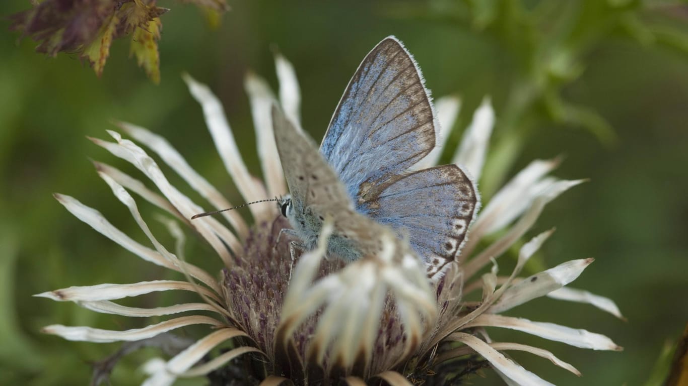 Silberdistel mit Schmetterling: Die Distelart (Carlina acaulis) blüht auch noch im Herbst.