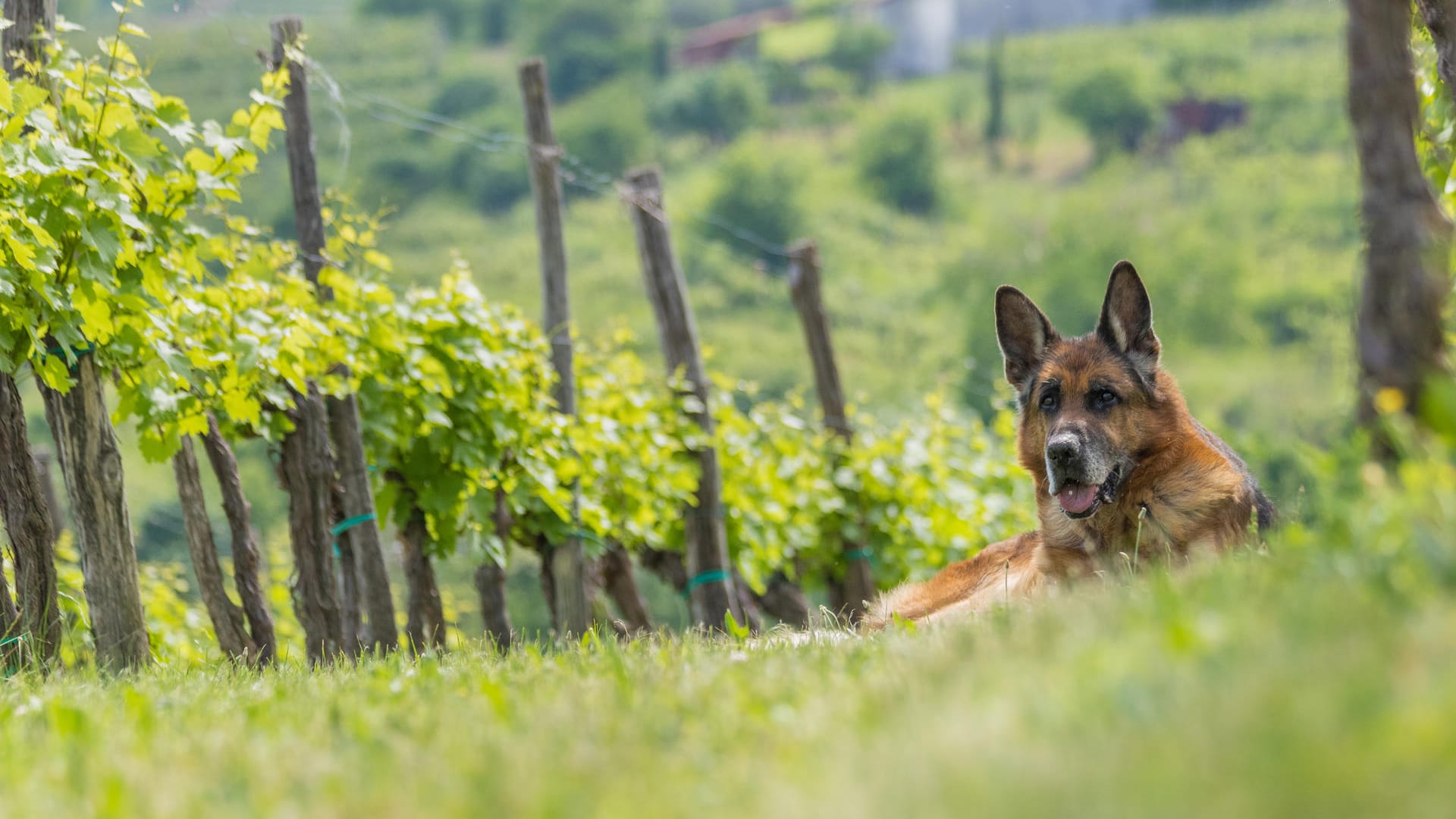 Bei einer Tour durch die Weinberge gibt es für Vierbeiner viel zu entdecken.