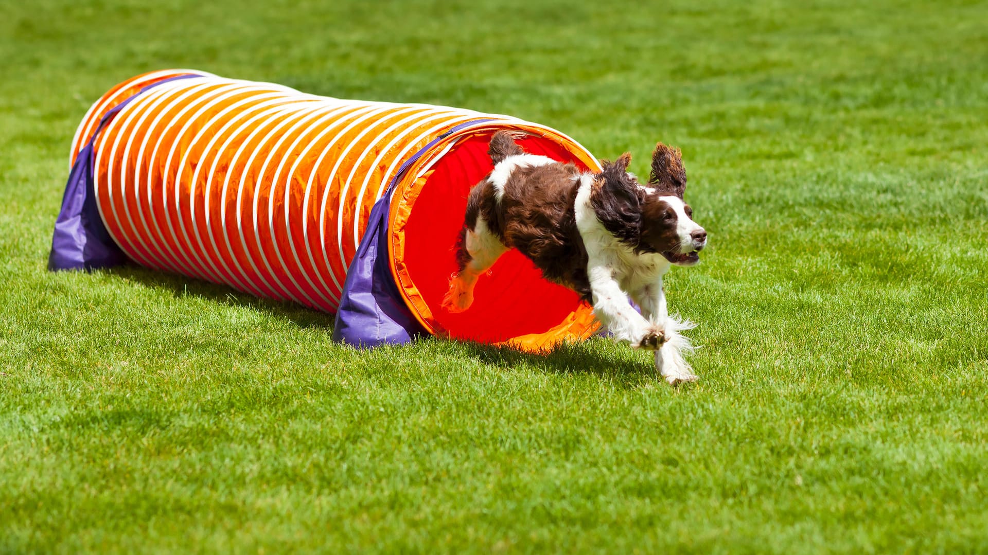 Ein umzäunter Hundespielplatz eignet sich gut zum Trainieren.