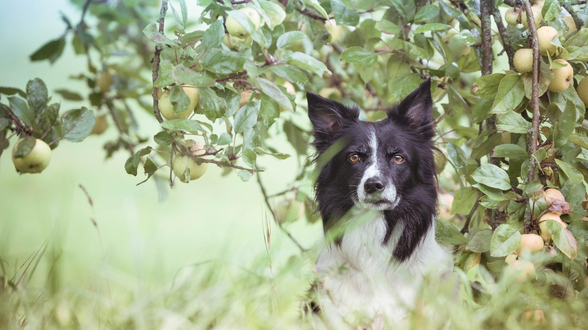 Die Finther Streuobstwiesen sind für Hunde ein wahres Naturparadies.