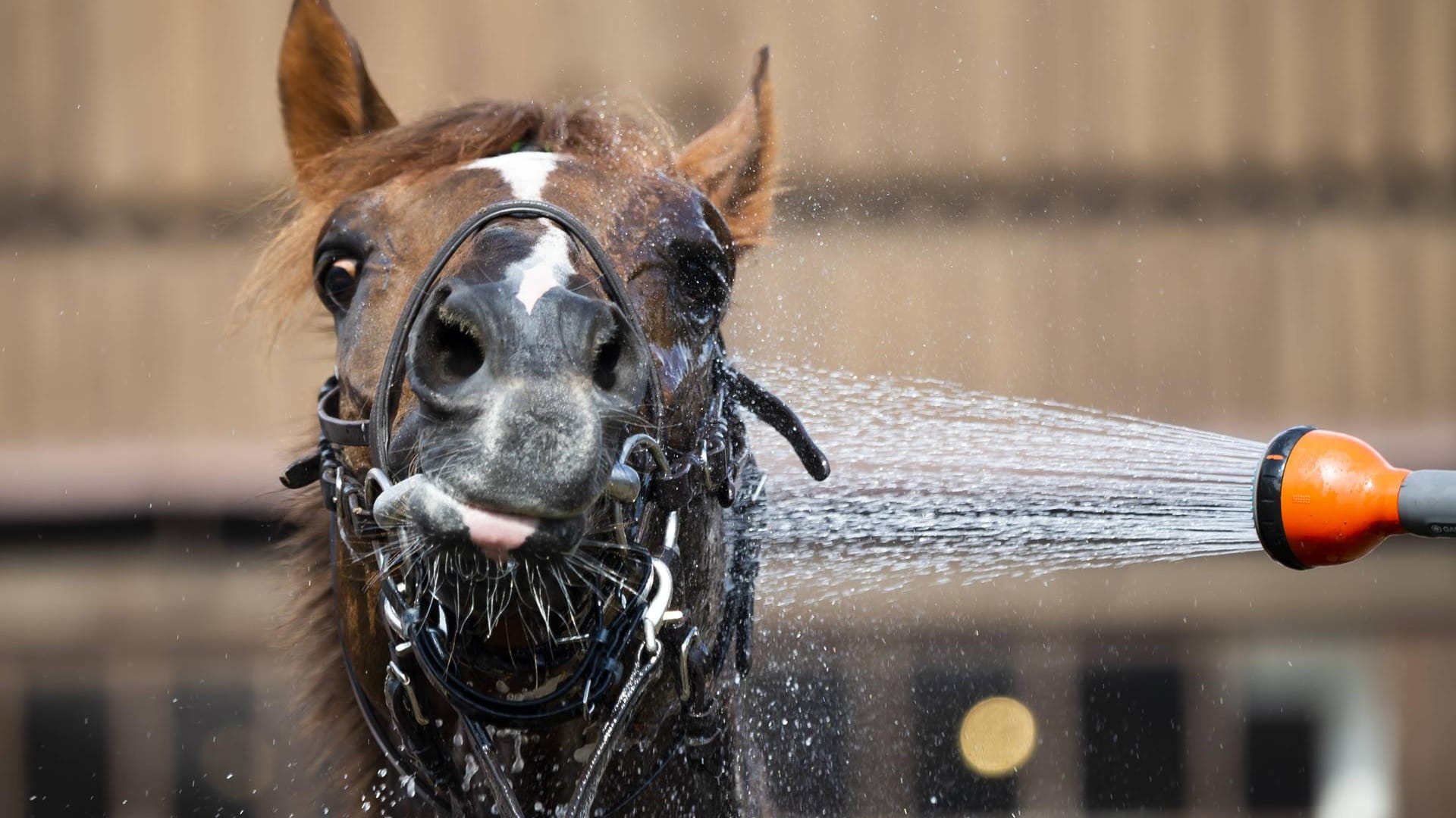 Abkühlung für ein Pferd bei der Galopp-Ralley in Dresden.