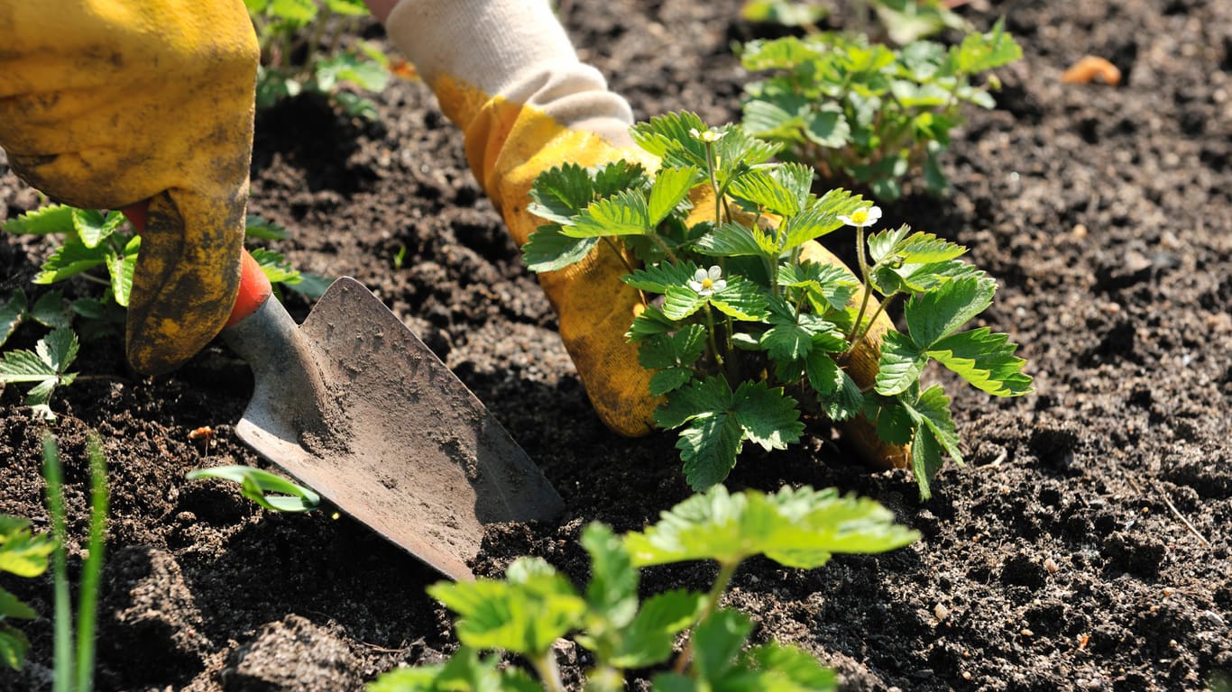 Gartenarbeit: Damit die Ernte im nächsten Jahr gesichert ist, sollten Gärtner Erdbeeren noch im Sommer pflanzen.