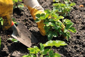 Gartenarbeit: Damit die Ernte im nächsten Jahr gesichert ist, sollten Gärtner Erdbeeren noch im Sommer pflanzen.