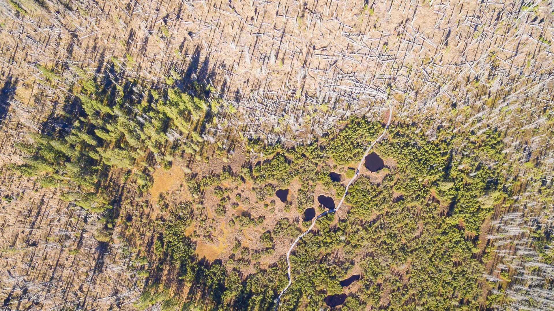 Zwieselter Filz in Bayern: Forstleute und Waldbesitzer schlagen Alarm. Seit Anfang 2018 ist der Wald im Klimastress.