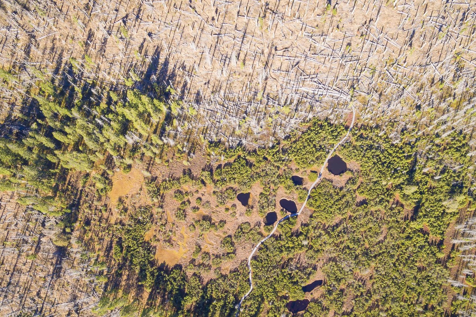 Zwieselter Filz in Bayern: Forstleute und Waldbesitzer schlagen Alarm. Seit Anfang 2018 ist der Wald im Klimastress.