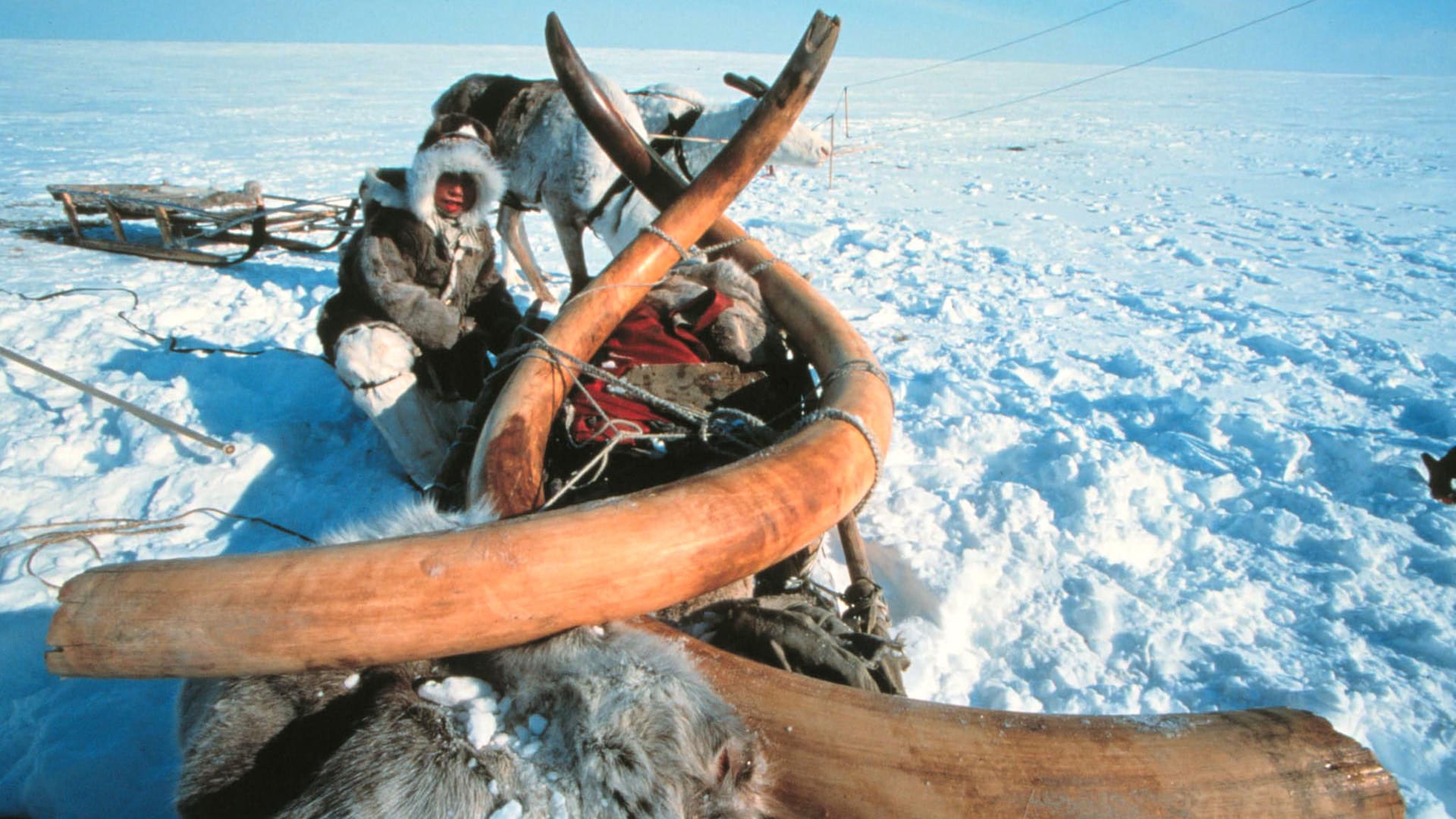 Dieses Foto zeigt Teile eines 23.000 Jahre alten Mammuts, das im sibirischen Permafrost eingefroren war: Im Boden sind aber auch tödliche Keime eingeschlossen – und große Mengen Treibhausgase.