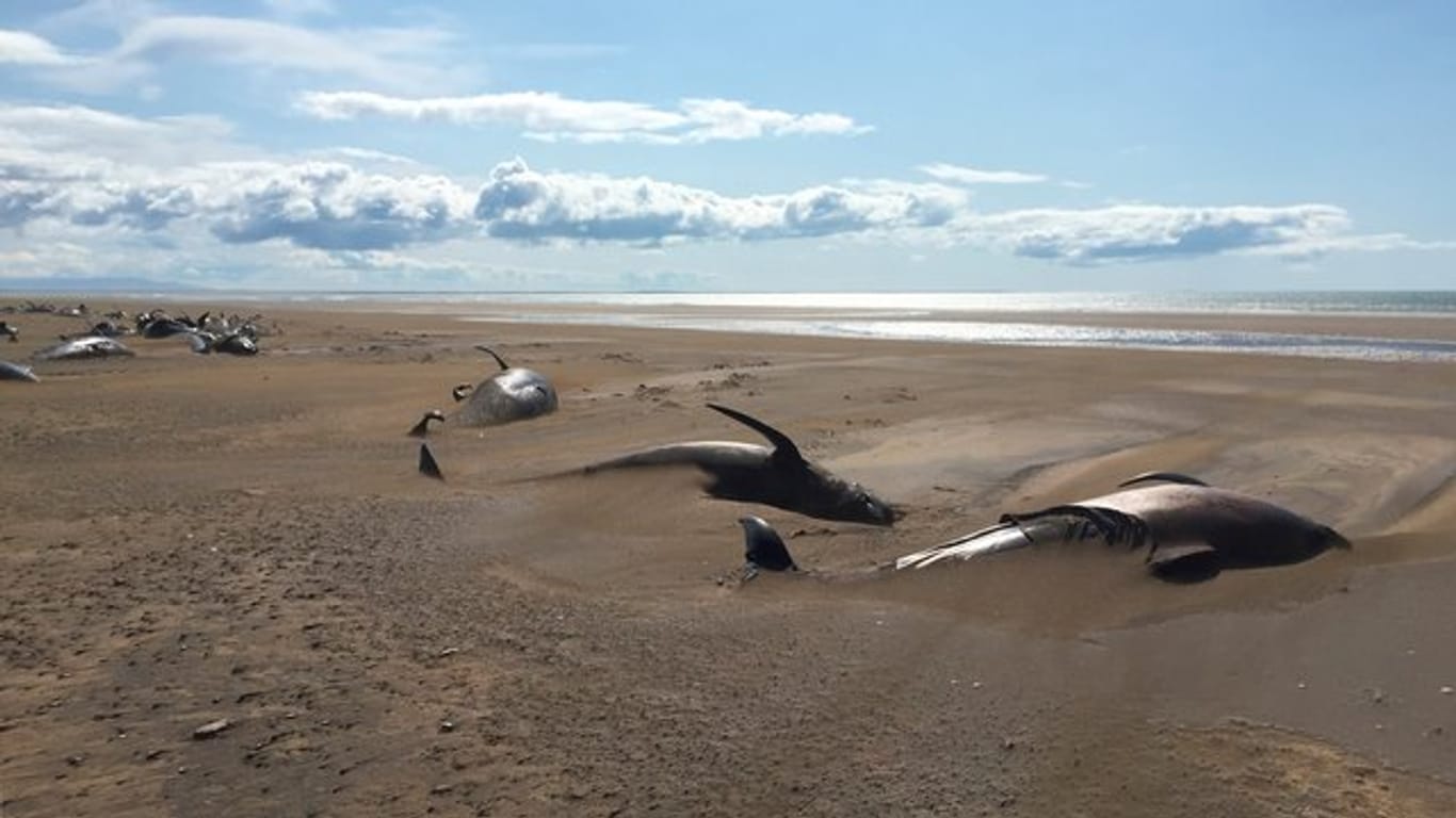 Rund 50 tote Grindwale liegen an einem abgelegenen Strand.