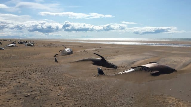 Rund 50 tote Grindwale liegen an einem abgelegenen Strand. Rund 50 tote Grindwale liegen an einem abgelegenen Strand.