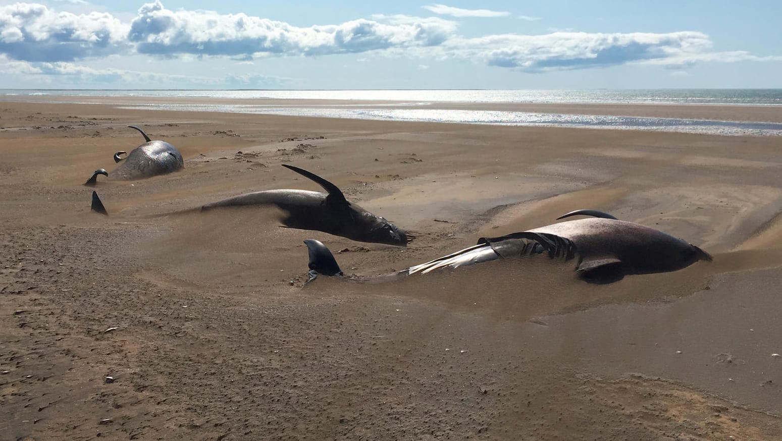 Tote Grindwale am Strand Löngufjörur: Meeresbiologen suchen nach einer Erklärung.