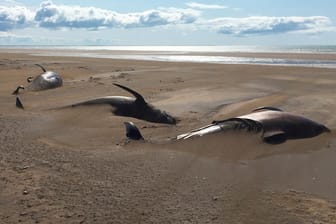 Tote Grindwale am Strand Löngufjörur: Meeresbiologen suchen nach einer Erklärung.