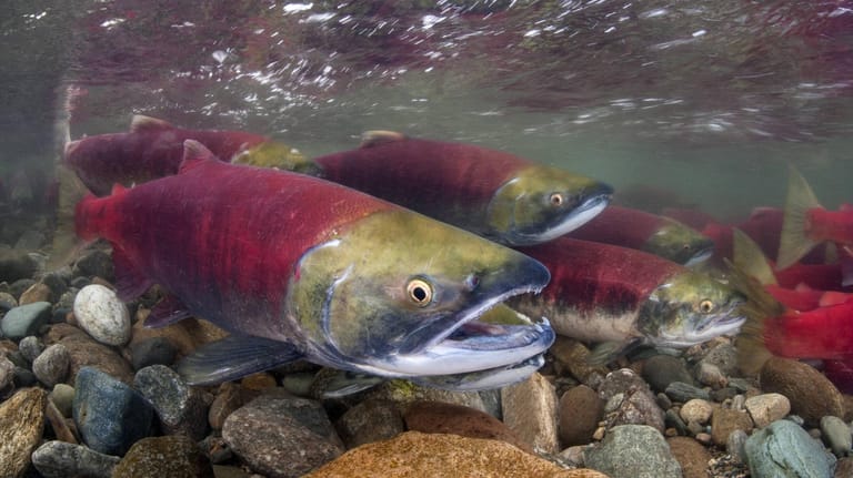 Rotlachse in British Columbia: Die Regierung will den Fischen beim Laichen helfen. (Archivbild)