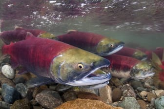 Rotlachse in British Columbia: Die Regierung will den Fischen beim Laichen helfen. (Archivbild)