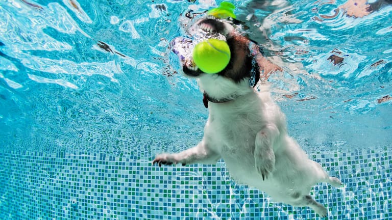 Hund spielt im Wasser: Zum Saisonende dürfen auch die Vierbeiner im Freibad plantschen.