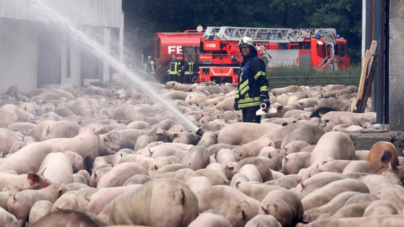 Feuerwehrleute löschen den Brand in einer Schweinemastanlage.
