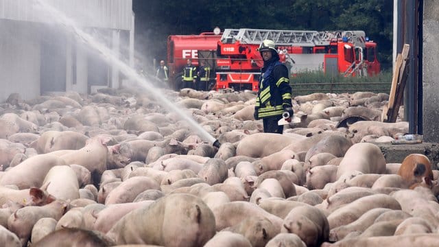 Feuerwehrleute löschen den Brand in einer Schweinemastanlage. Feuerwehrleute löschen den Brand in einer Schweinemastanlage.