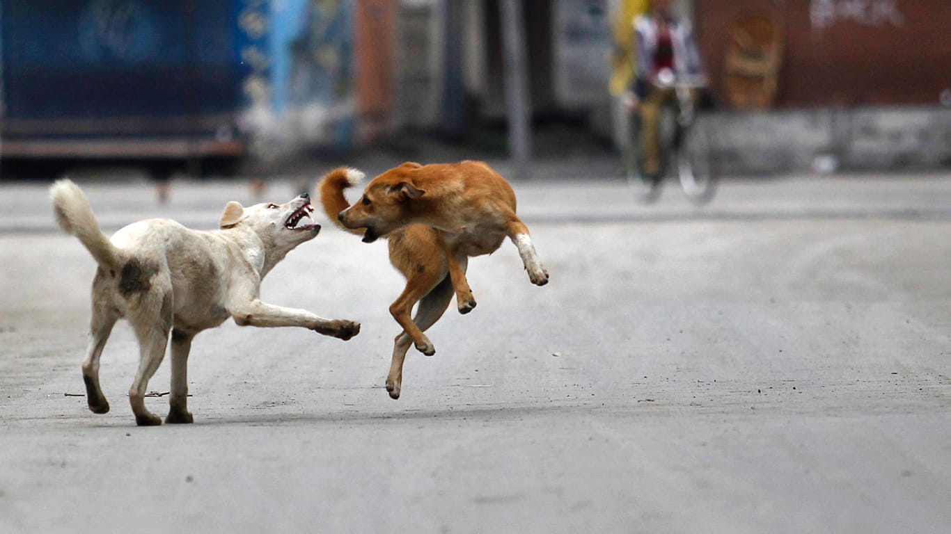 Streuner in Indien: Straßenhunde folgen den Regeln ihres Rudels. (Symbolbild)