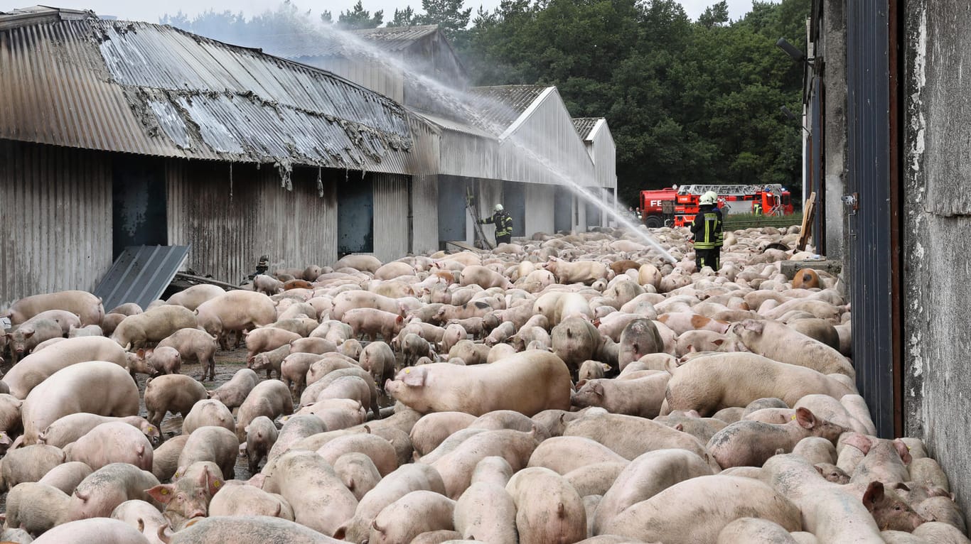 Ein Feuerwehrmann löscht das Feuer zwischen Dutzenden Schweinen: Rund 2.500 Tiere kamen bei dem Brand ums Leben.