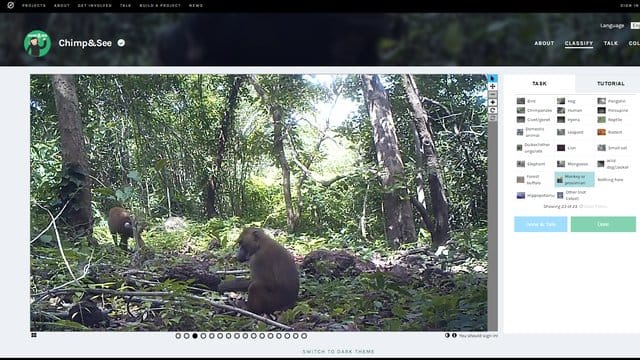 Wie viele Affen sind zu sehen und was machen sie? Auf chimpandsee. Wie viele Affen sind zu sehen und was machen sie? Auf chimpandsee.