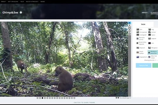 Wie viele Affen sind zu sehen und was machen sie? Auf chimpandsee.