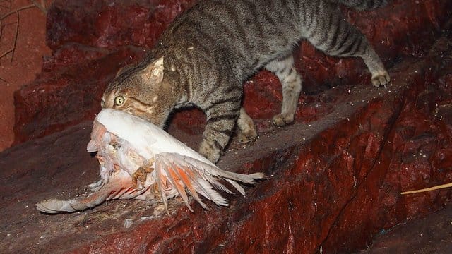 Eine verwilderte Katze in Australien hat einen Vogel erbeutet. Eine verwilderte Katze in Australien hat einen Vogel erbeutet.