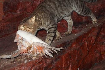 Eine verwilderte Katze in Australien hat einen Vogel erbeutet.