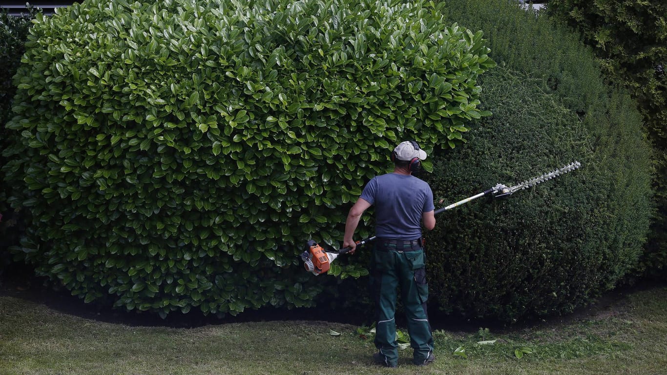Ein Gärtner schneidet eine Hecke: In Hamburg wurde ein Rentner um 27.000 Euro gebracht. (Symbolbild)
