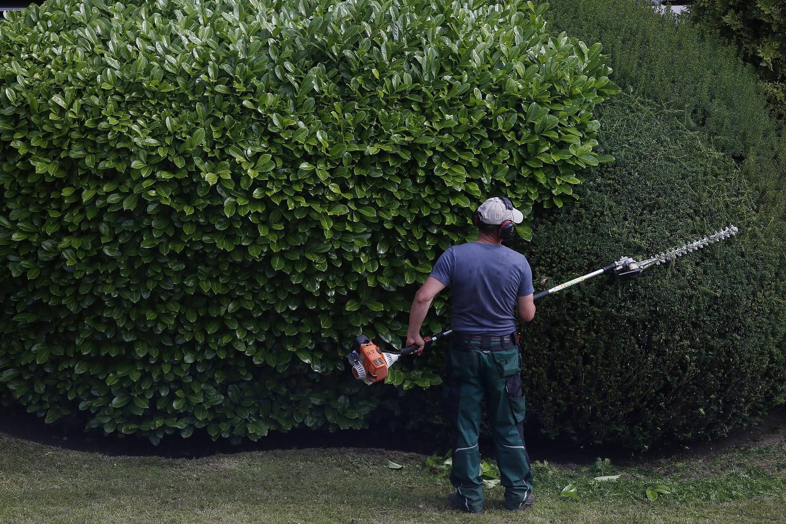 Ein Gärtner schneidet eine Hecke: In Hamburg wurde ein Rentner um 27.000 Euro gebracht. (Symbolbild)