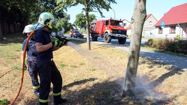 Bei anhaltender Trockenheit wässert schon mal die Feuerwehr die Straßenbäume.