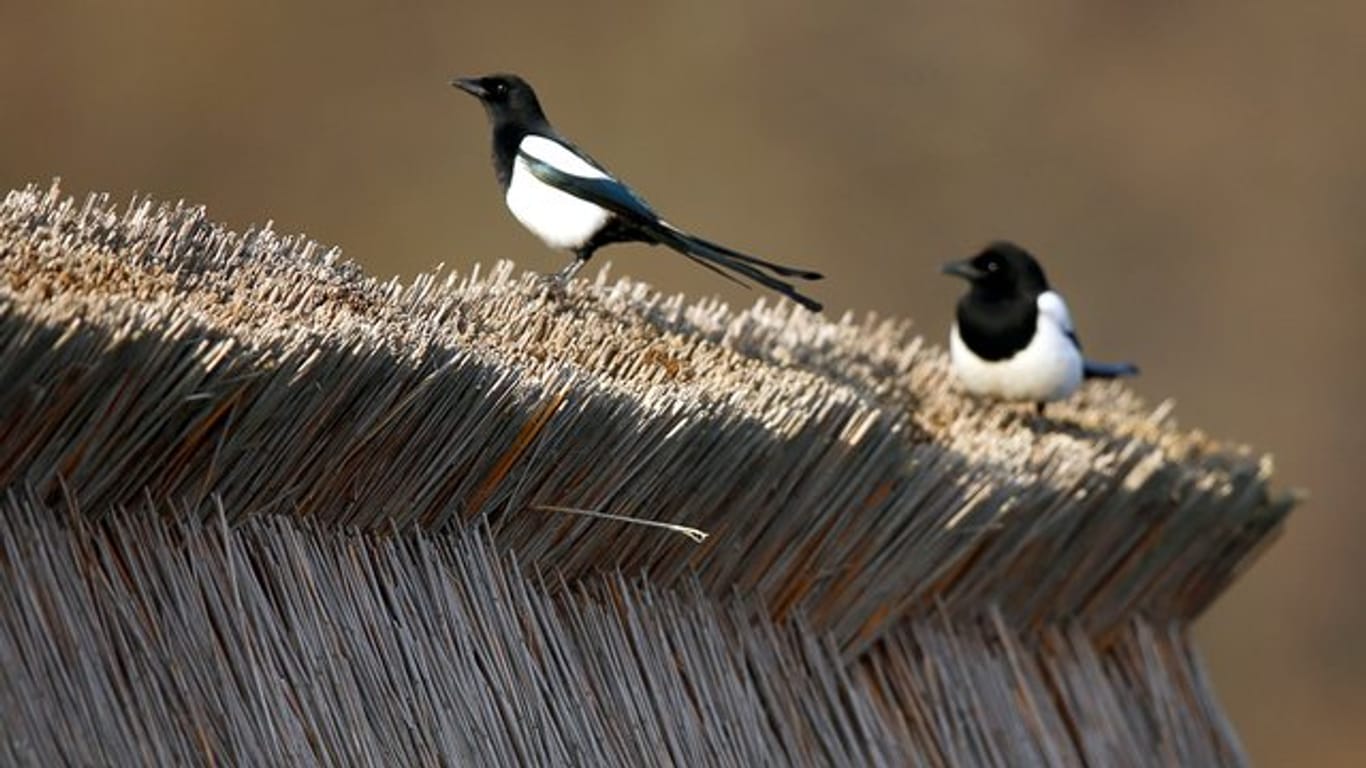 Wissenschaftler haben die Anpassung an den Klimawandel bei 17 Vogelarten untersucht.