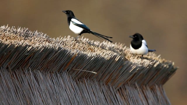 Wissenschaftler haben die Anpassung an den Klimawandel bei 17 Vogelarten untersucht. Wissenschaftler haben die Anpassung an den Klimawandel bei 17 Vogelarten untersucht.