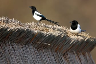 Wissenschaftler haben die Anpassung an den Klimawandel bei 17 Vogelarten untersucht.