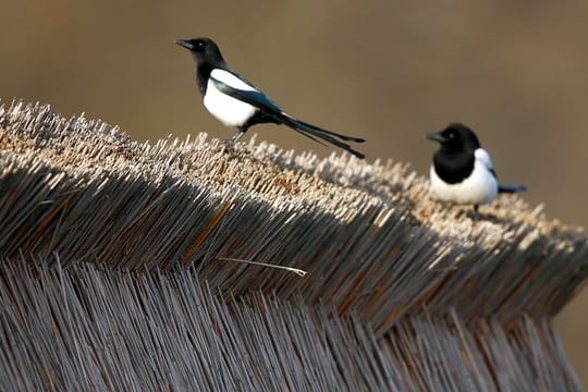 Wissenschaftler haben die Anpassung an den Klimawandel bei 17 Vogelarten untersucht.