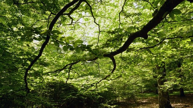 Der Wald in Deutschland ist vielerorts gestresst und leidet unter den Folgen von Trockenheit.