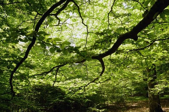 Der Wald in Deutschland ist vielerorts gestresst und leidet unter den Folgen von Trockenheit.