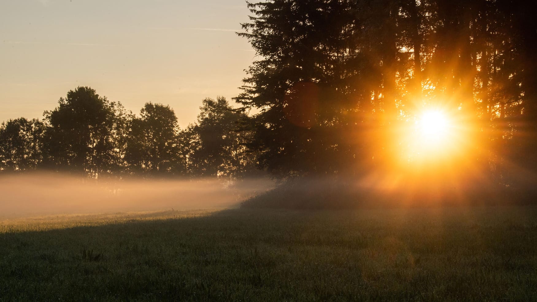 Erding: Die Sonne geht hinter Bäumen an einer mit Nebel bedeckten Wiese auf.