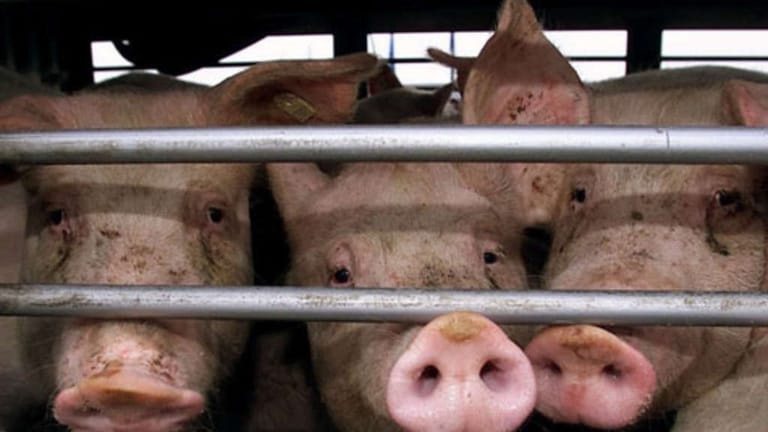Schweine in einem Viehtransporter: Auf der A2 retteten die Polizei und Feuerwehr viele Tiere vor dem Hitzetod.