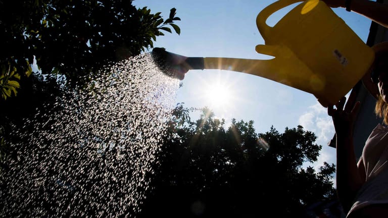 Eine Gießkanne bewässert Pflanzen: Wegen der hohen Temperaturen ruft die Stadt Essen ihre Bürger dazu auf, Bäume zu gießen.