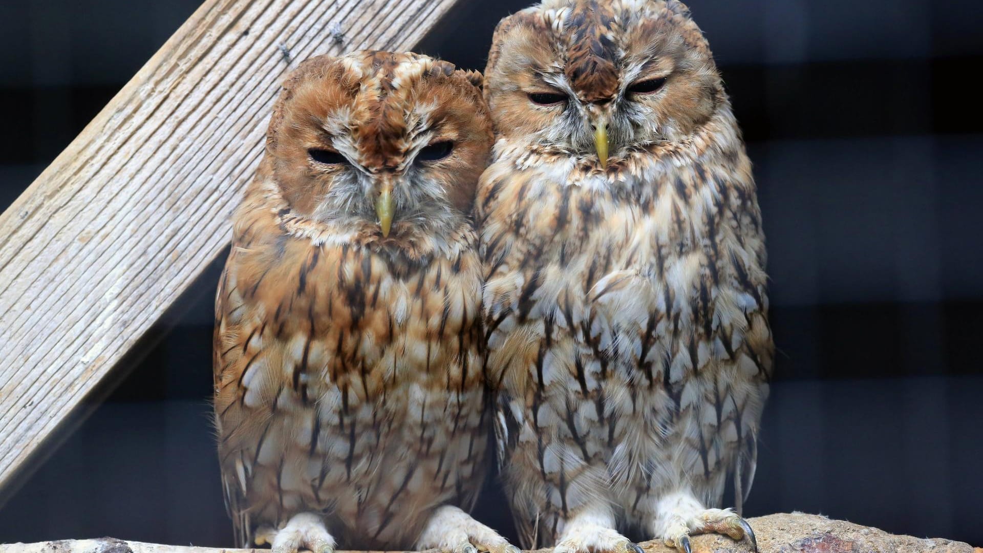 Ein Waldkauz-Pärchen: Die Greifvogelschutzstation ist das Highlight des Gut Leidenhausens.